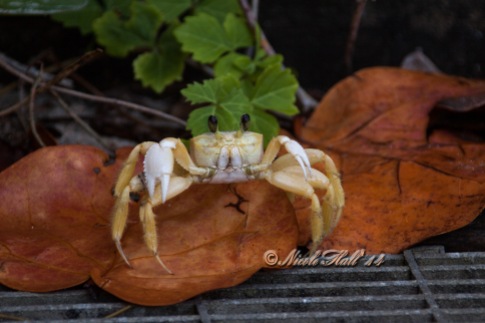 crab_wm